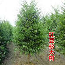 红豆杉繁殖后幼苗如何管理？成活后的水肥与光照调整 红豆杉繁殖 幼苗管理