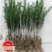 生物科技与苗木繁育结合时,生产管理更应重视哪些基础数据 生物科技与苗木繁育结合时,生产管理更应重视哪些基础数据