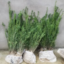 汉中苗木基地日常管理:山区苗圃如何做好排水与巡查 汉中苗木基地日常管理:山区苗圃如何做好排水与巡查