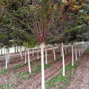 陕西苗木基地如何做好四季管理？从春季萌芽到冬季防护