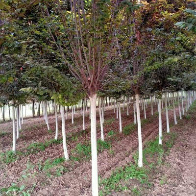 陕西苗木基地如何做好四季管理？从春季萌芽到冬季防护 陕西苗木基地 四季管理